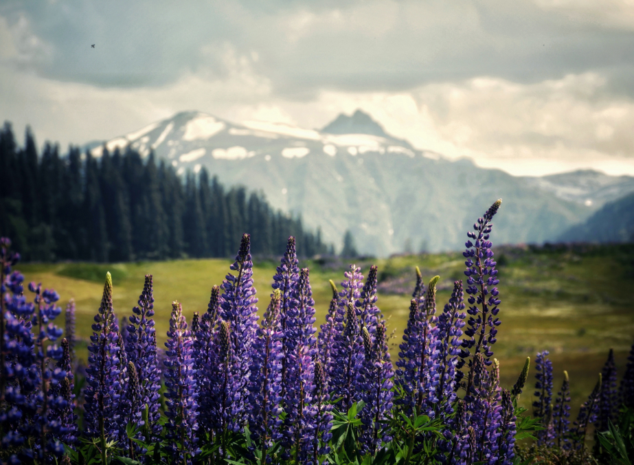 SRINAGAR, PAHALGAM, HOUSEBOAT & GULMARG