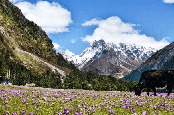 GANGTOK, LACHEN, LACHUNG & DARJEELING