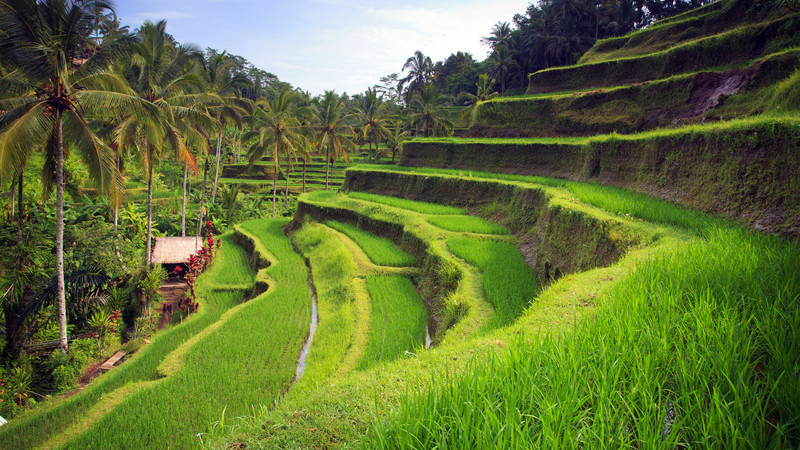 Bali Bliss